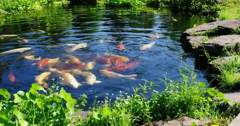 What Species of Fish Live in Ponds