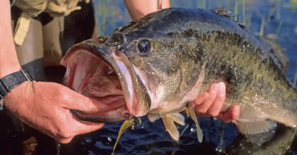 Why You Shouldn't Eat Bass  My Personal Reasons